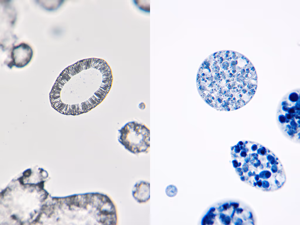 focus_stacking_depth_comparison